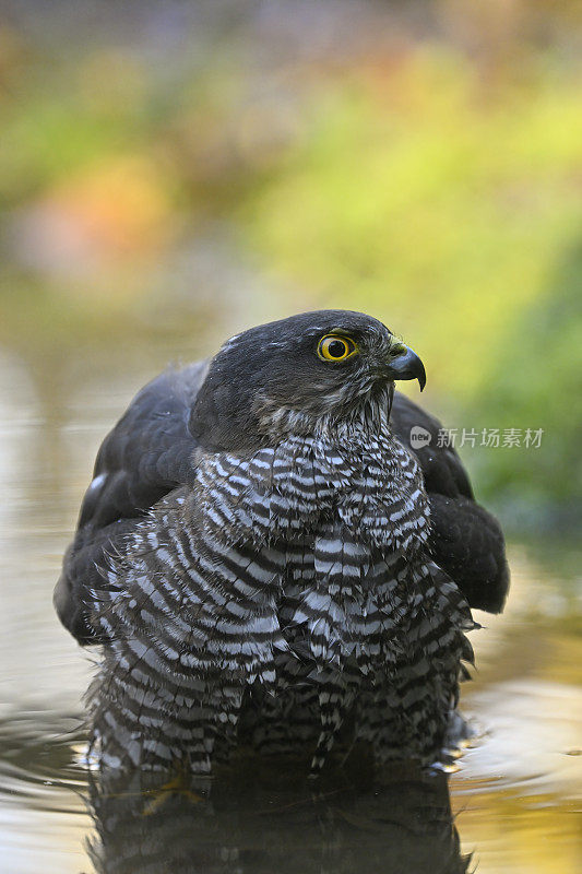 欧亚雀鹰(学名:Accipiter nisus)